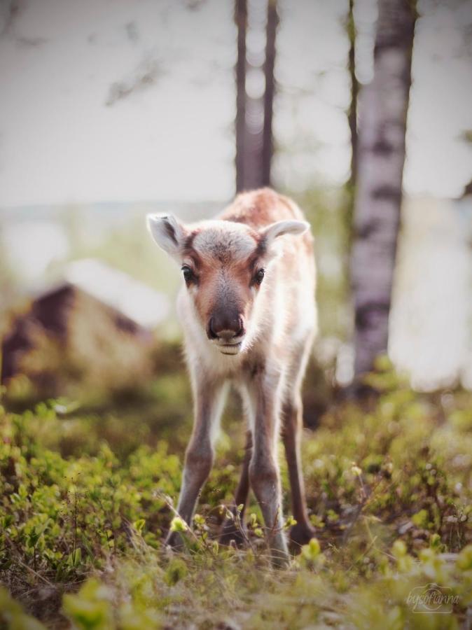 Villa Beautiful Rural Experience With Reindeer Tervola Esterno foto